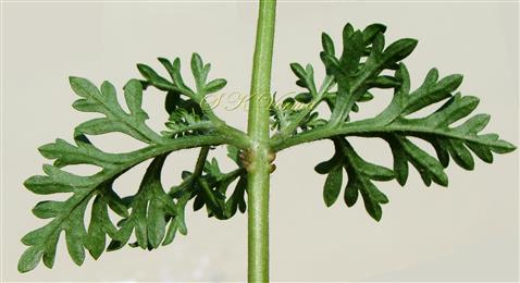  Node with root primordia (Abaxial View)